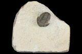 Gerastos Trilobite Fossil - Foum Zguid, Morocco #145739-1